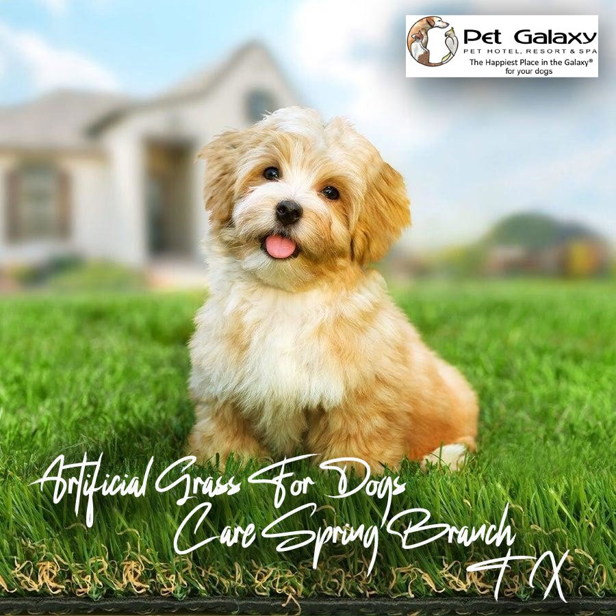 artificial grass for dogs care spring branch TX