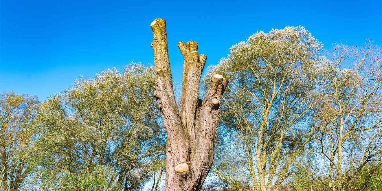 What Is Tree Topping, and When Is It a Suitable Option