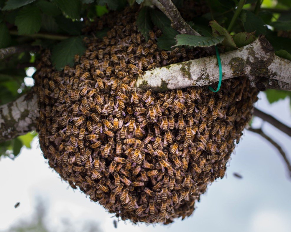 Innovative Bee Relocation Tools and Techniques