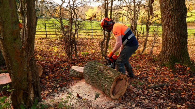 Tree Surgeon Sheffield