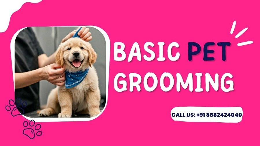 dog grooming