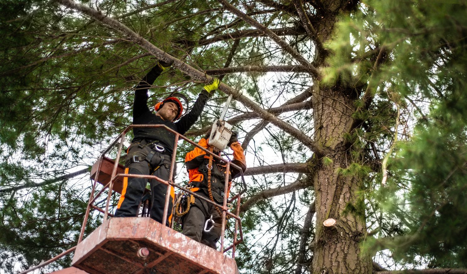 Tree Trimming Service Charlotte NC