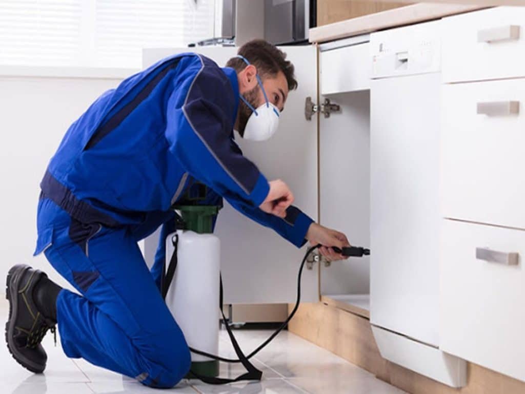 Pest Control Services in Lahore